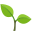 seedling