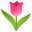 tulip
