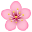 cherry blossom