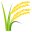 sheaf of rice