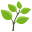 herb