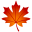 maple leaf