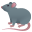 rat
