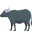 water buffalo