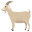 goat