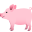 pig