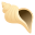 spiral shell