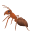 ant