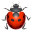lady beetle