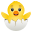 hatching chick