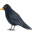 black bird