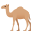 camel