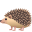 hedgehog