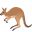 kangaroo