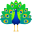 peacock