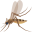 mosquito