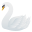 swan