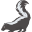 skunk