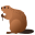 beaver