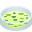 petri dish