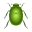 beetle