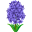hyacinth