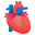 anatomical heart